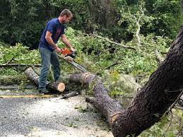 Reliable Val Verde Park, TX Tree Removal Solutions