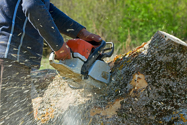 Grass Overseeding in Val Verde Park, TX